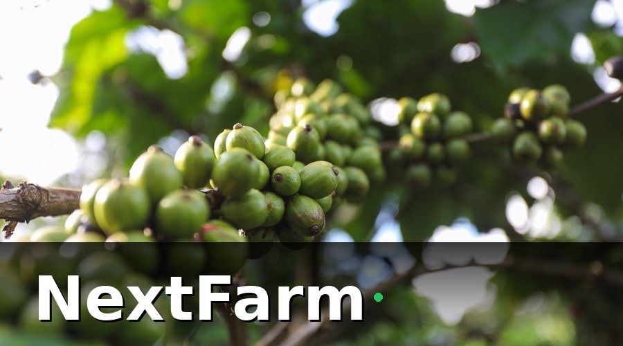 NextFarm — Điều kiện và hồ sơ để mua bảo hiểm nông nghiệp cà phê