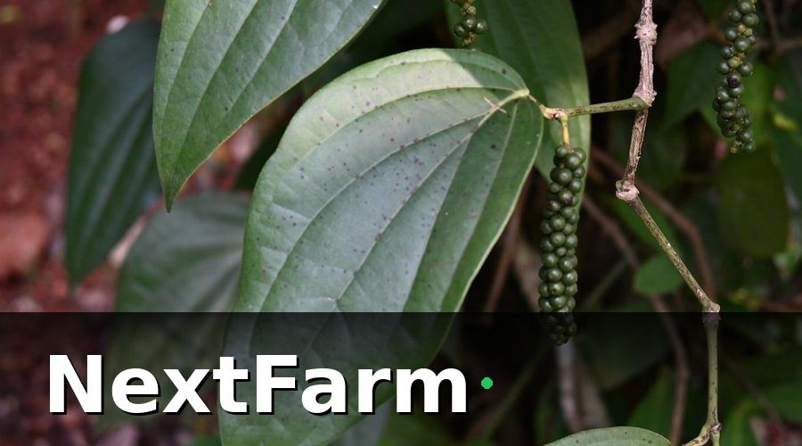NextFarm — Các loại bảo hiểm tự chọn phổ biến cho vườn tiêu