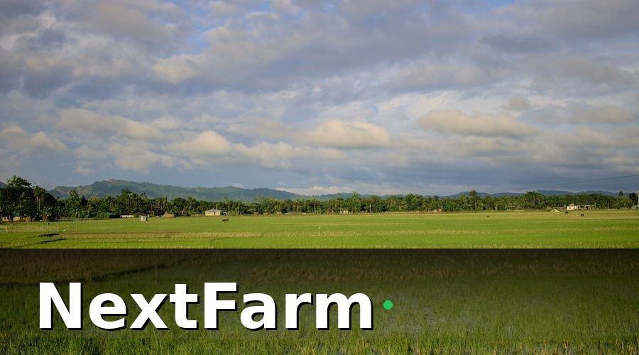 NextFarm — 1. Tại Sao Bệnh Trên Cây Lúa Khó Kiểm Soát?
