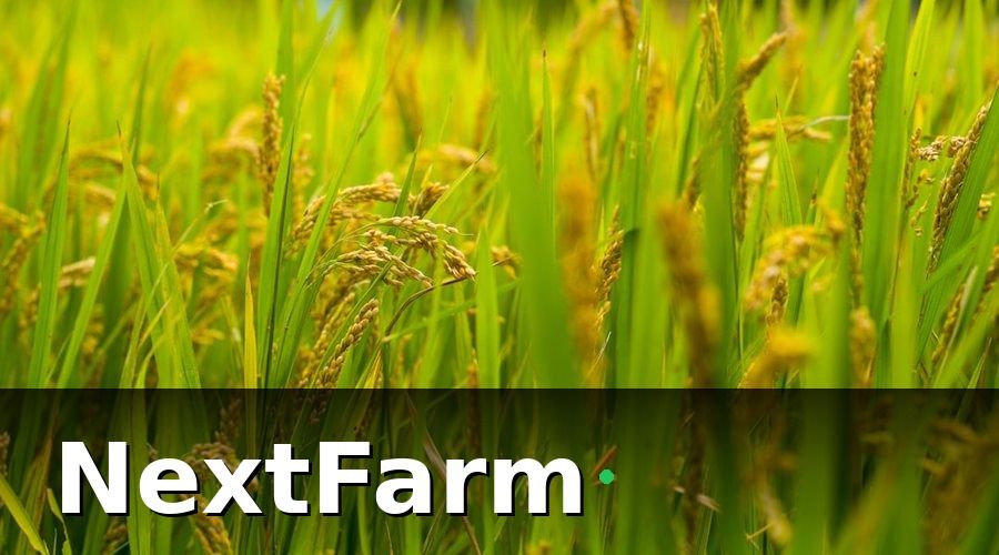 NextFarm — 2. Các Bệnh Thường Gặp Trên Cây Lúa và Cách Nhận Biết