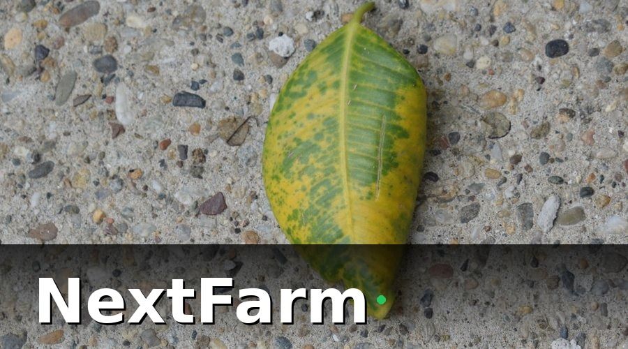 NextFarm — Tại Sao Bệnh Trên Cây Ăn Quả Lại Khó Kiểm Soát?