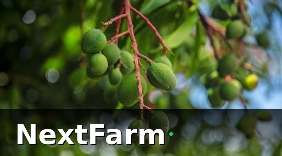 NextFarm — Các Bệnh Phổ Biến Trên Cây Xoài