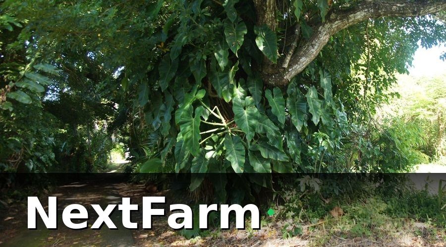 NextFarm — Các Bệnh Phổ Biến Trên Cây Sầu Riêng