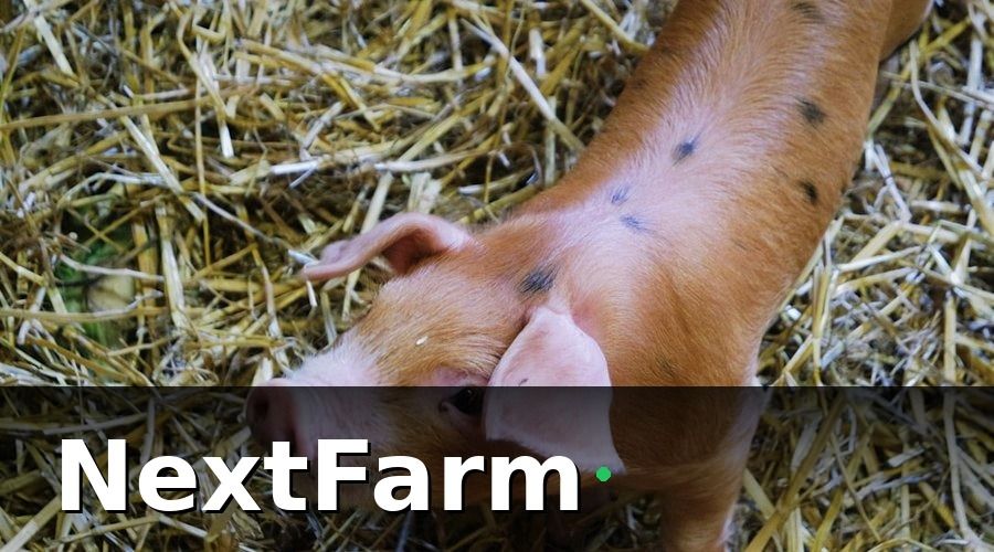 NextFarm — 2. Các Bệnh Thường Gặp Trong Chăn Nuôi Theo Từng Loại Vật Nuôi