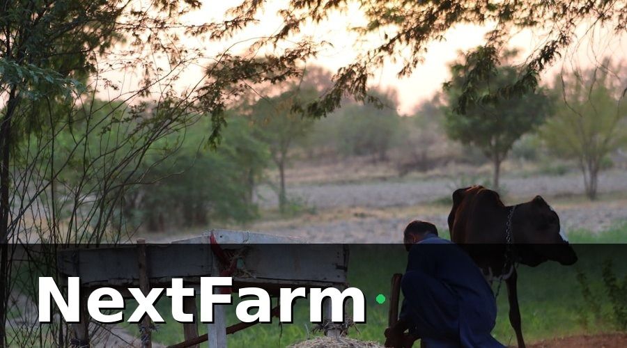 NextFarm — 3. Cách Nhận Diện Sớm Bệnh Trong Chăn Nuôi — Hướng Dẫn Từng Bước
