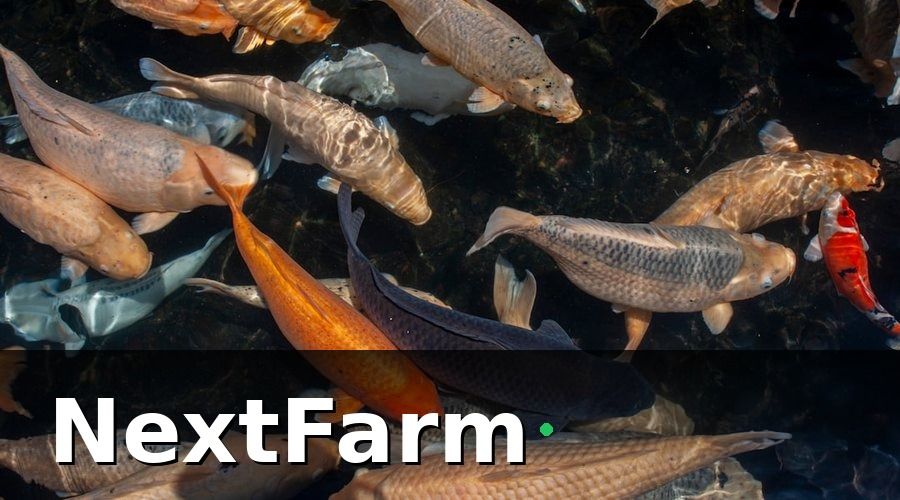 NextFarm — 1. Chuẩn bị ao và kiểm soát môi trường nước ngay từ đầu vụ