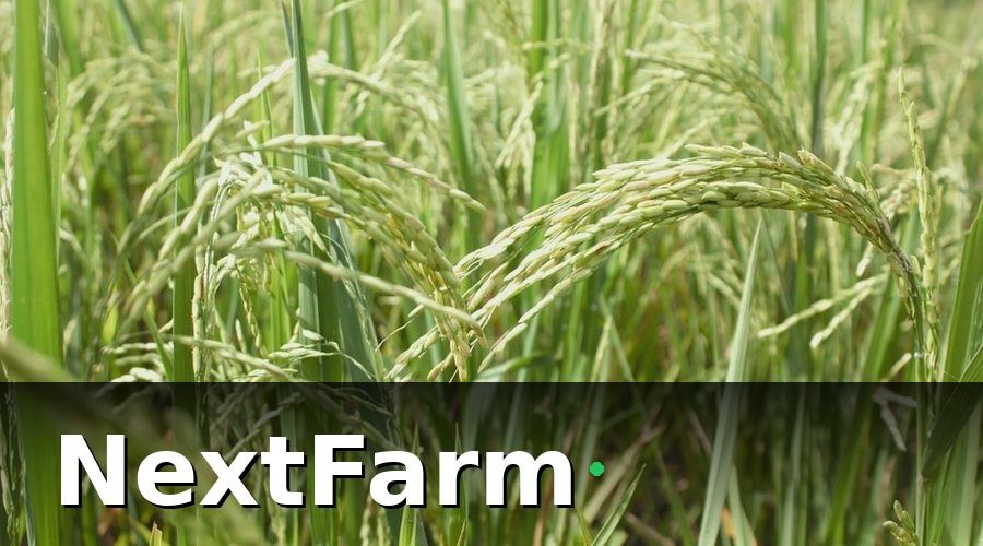 NextFarm — 1. Lập kế hoạch mùa vụ bài bản trước khi xuống giống