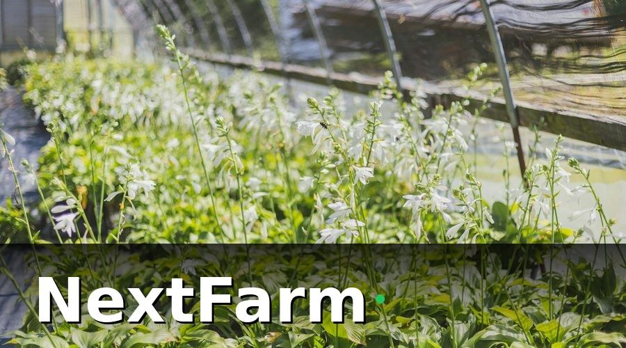 NextFarm — 3. Triển khai IoT giám sát môi trường theo từng giai đoạn