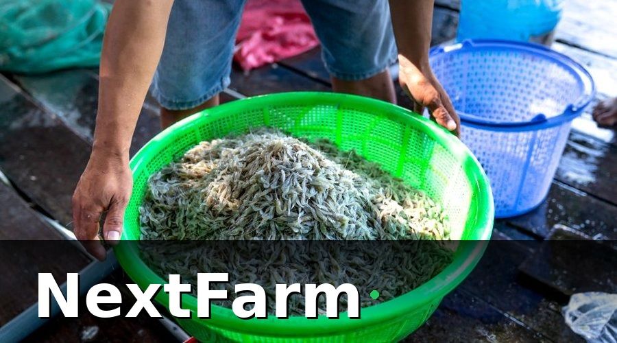 NextFarm — 2. Chọn giống và mật độ thả — yếu tố quyết định năng suất