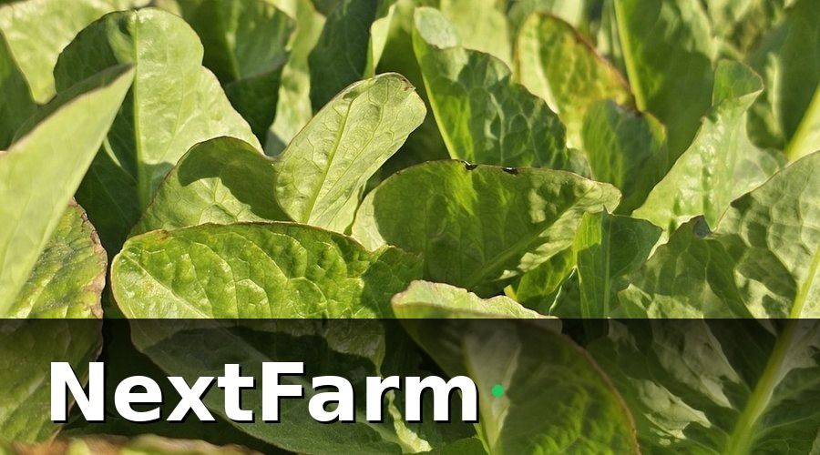 NextFarm — 3. Lịch trồng và luân canh — chìa khóa ổn định nguồn cung