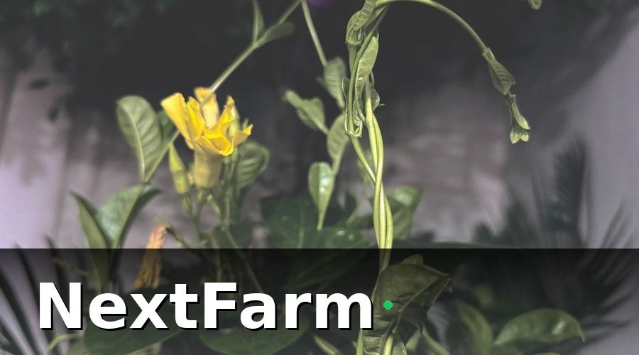 NextFarm — 3. Phòng ngừa sâu bệnh trong hệ thống thủy canh — tiếp cận từ gốc