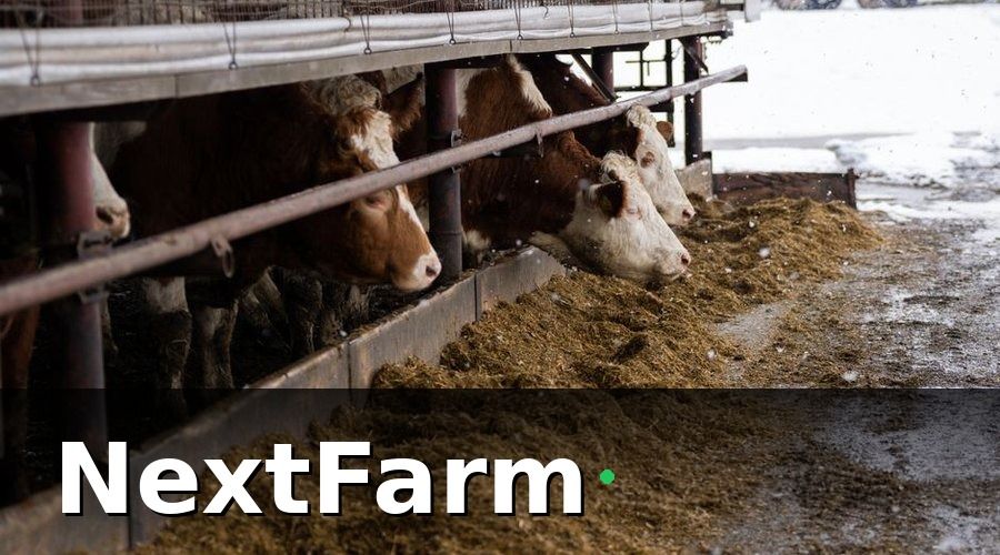 NextFarm — 2. Dinh dưỡng theo giai đoạn vỗ béo
