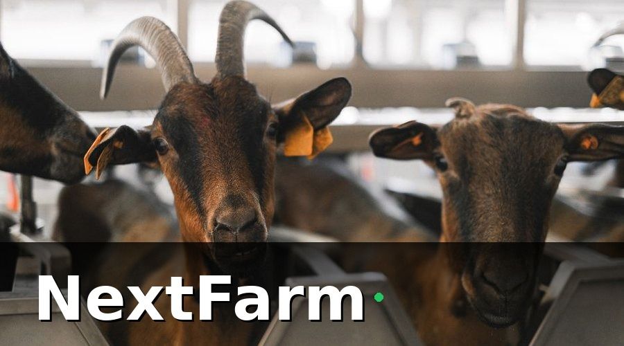 NextFarm — 1. Xây dựng hệ thống nhận diện và hồ sơ cá thể cho từng con