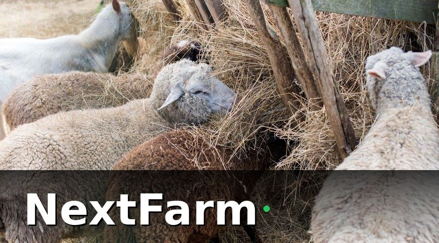 NextFarm — 2. Quản lý dinh dưỡng và thức ăn theo từng giai đoạn sinh lý