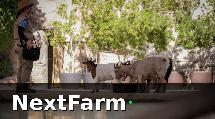 NextFarm — 3. Chăm sóc sức khỏe đàn và phòng bệnh chủ động