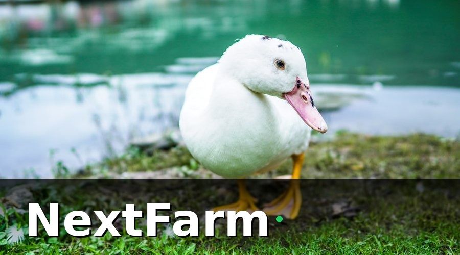 NextFarm — 3. Kiểm Soát Dịch Bệnh — Ưu Tiên Số Một Trong Best Practice Quản Lý