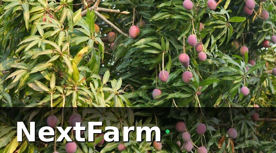 NextFarm — 3. Hệ thống tưới tiêu thông minh — tiết kiệm nước, tăng chất lượng quả