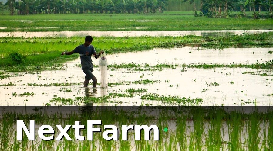 NextFarm — 1. Hỗ trợ quản lý lịch thời vụ lúa theo mùa vụ thực tế