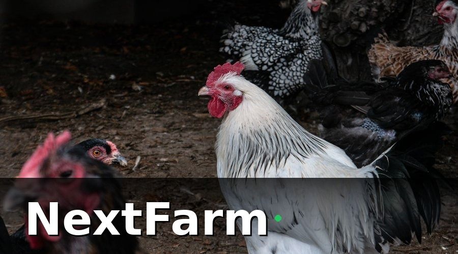 NextFarm — 1. Hỗ Trợ Quản Lý Đàn Gà Theo Từng Chuồng