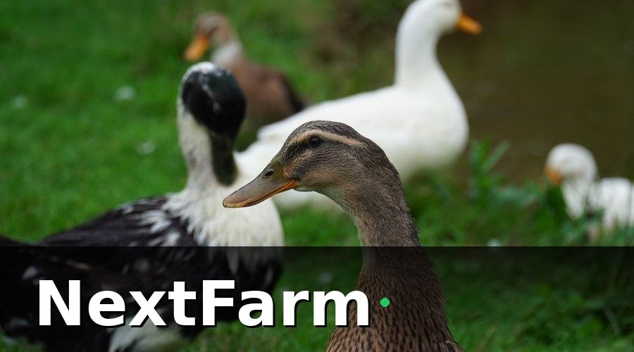 NextFarm — 1. Phần mềm có chuyên biệt cho gia cầm thủy cầm không?