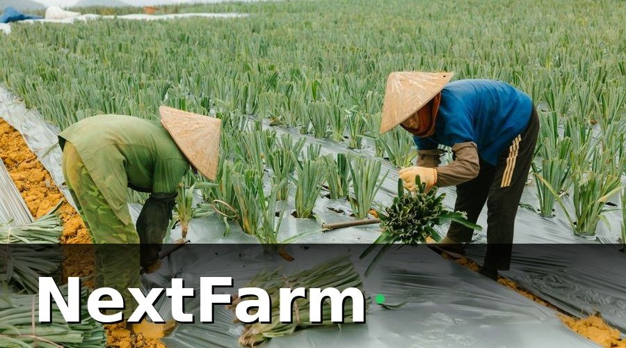 NextFarm — Case Study 1 — HTX Rau Màu Đà Lạt: Giảm 35% Chi Phí Thuốc Trong 2 Vụ