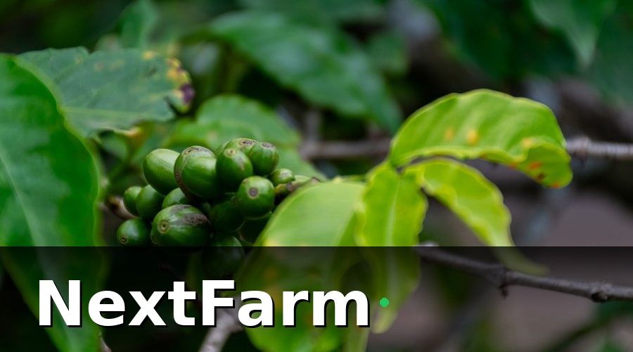 NextFarm — Case Study 2 — Trang Trại Cà Phê Tây Nguyên 50 Ha: Phát Hiện Bệnh Gỉ Sắt Trước 10 Ngày
