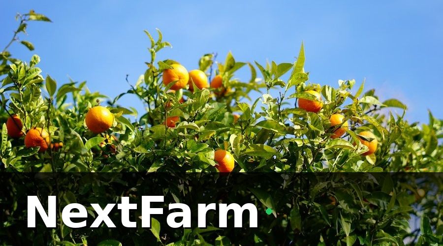 NextFarm — Vấn đề thực tế của nông dân trồng cam