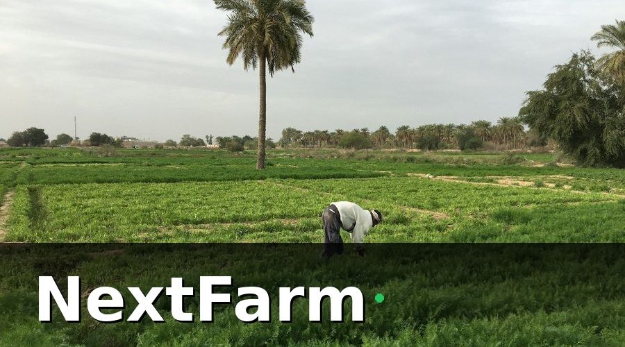NextFarm — Vấn đề ban đầu: kiểm soát sâu bệnh thủ công và thiếu dữ liệu