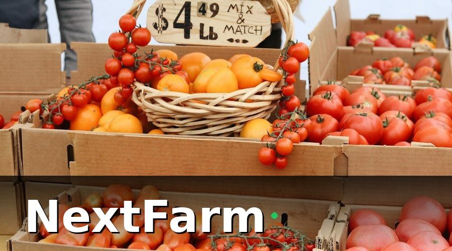 NextFarm — Kết quả sau 12 tháng vận hành