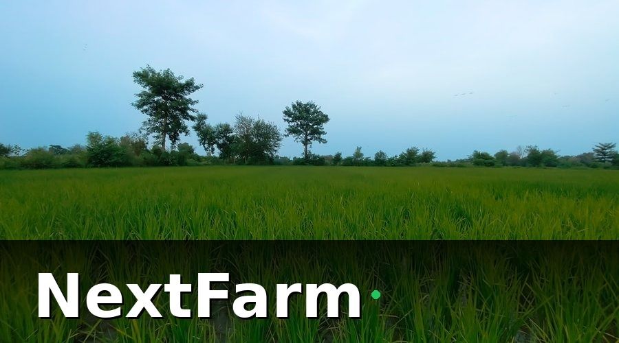 NextFarm — Kết quả sau 2 vụ lúa áp dụng NextFarm