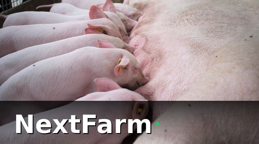NextFarm — Bức tranh ban đầu: Khi quy mô lớn không đi kèm hiệu quả