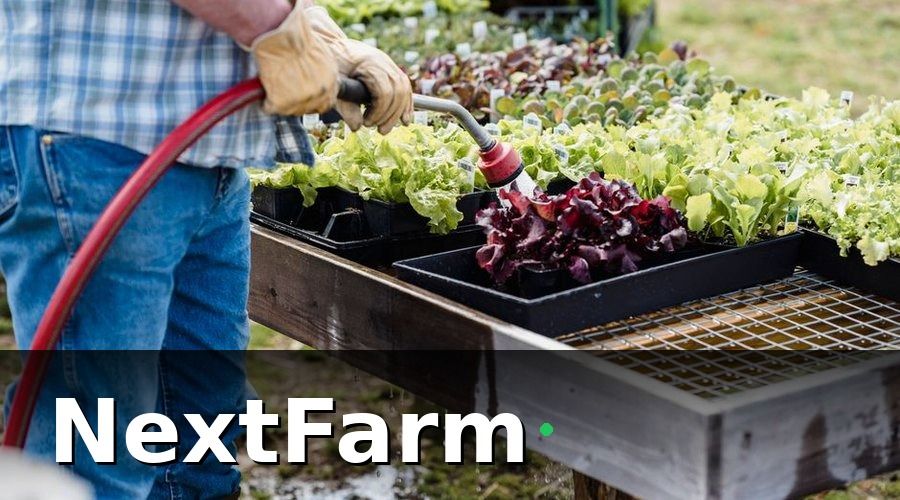 NextFarm — Nỗi đau của người nông dân khi tưới thủ công