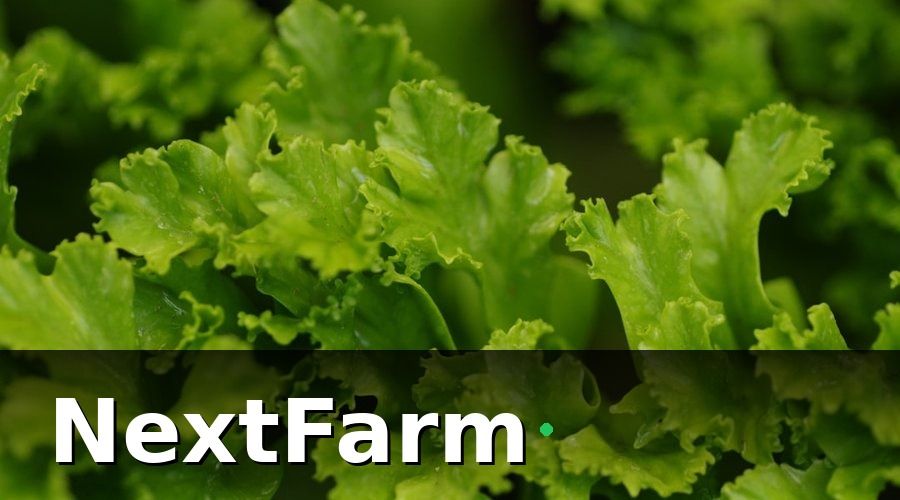 NextFarm — Bối Cảnh: Mô Hình Thủy Canh 5.000 m² Trước Khi Chuyển Đổi Số
