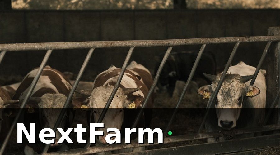 NextFarm — Bối cảnh: Trang trại bò sữa 200 con và bài toán quản lý cũ