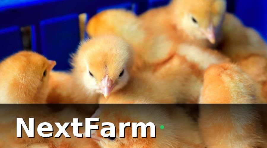 NextFarm — Kết quả sau 3 lứa nuôi (9 tháng)