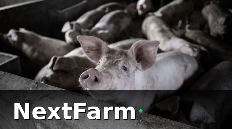 NextFarm — Bối Cảnh: Trại Heo 800 Con, 4 Nhân Công, Quản Lý Bằng Sổ Tay