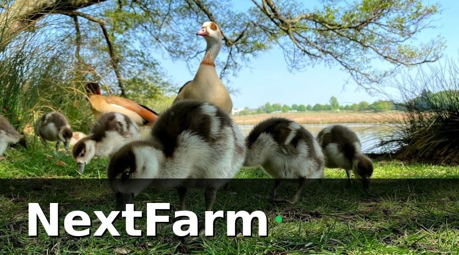 NextFarm — Kết Quả Sau Một Lứa Nuôi: Những Con Số Biết Nói