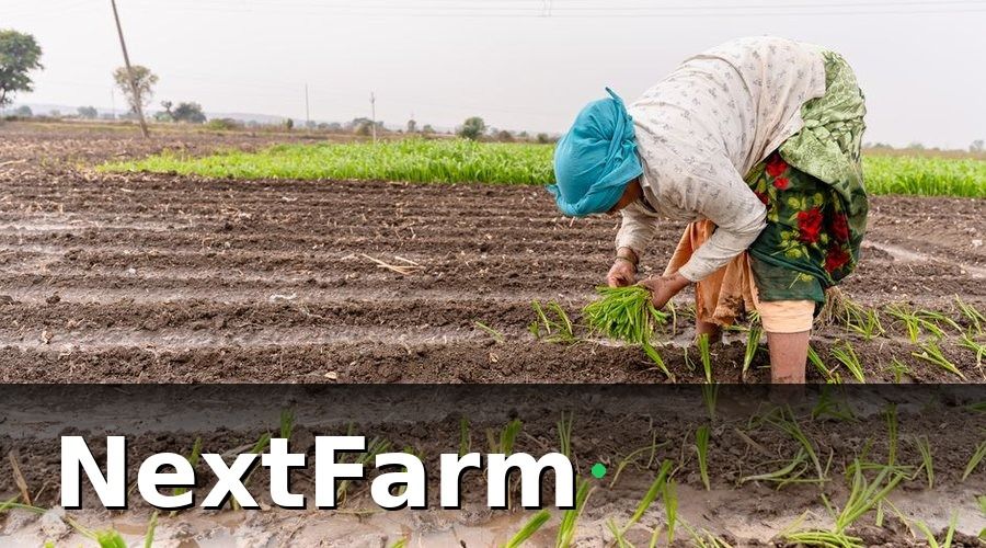 NextFarm — Lộ trình triển khai công nghệ — từng bước cụ thể