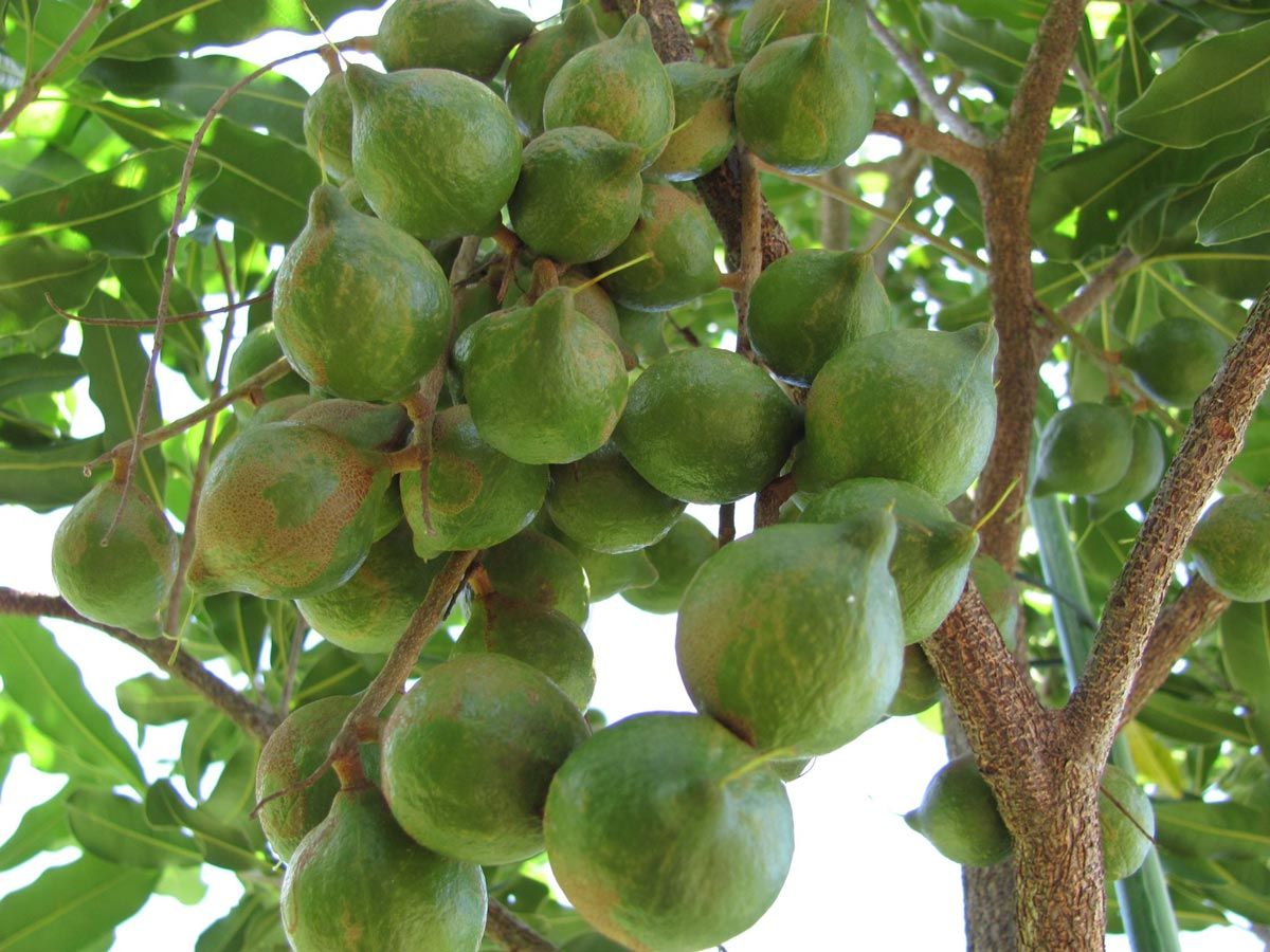 kỹ thuật trồng cây mắc ca