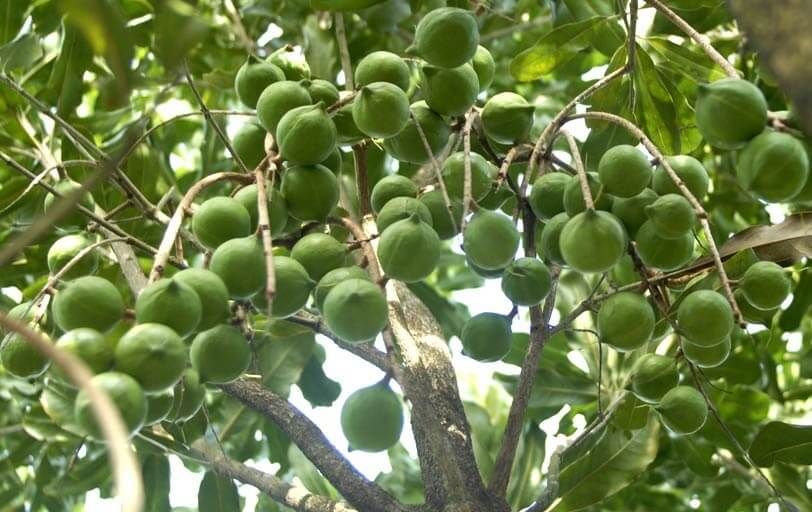 kỹ thuật trồng cây mắc ca