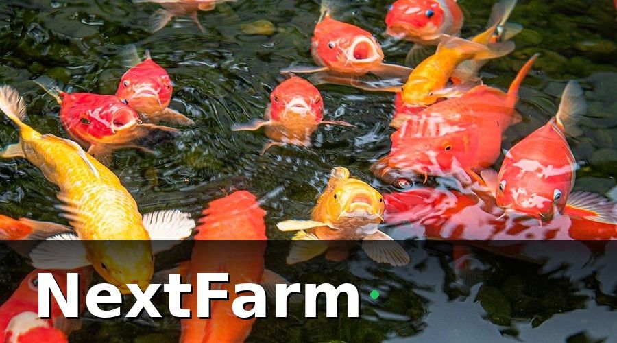 NextFarm — Tại Sao Khâu Chăm Sóc Khách Hàng Quyết Định Đầu Ra Của Ao Cá?