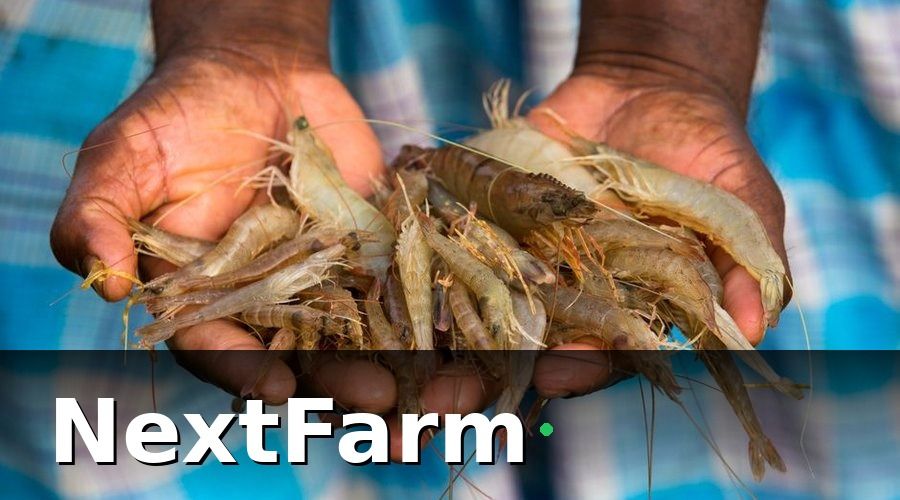 NextFarm — Tại Sao Chăm Sóc Khách Hàng Lại Quan Trọng Với Người Nuôi Tôm?