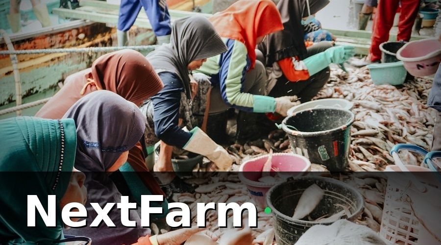 NextFarm — Bước 2: Chuẩn Hóa Quy Trình Nuôi Để Chất Lượng Ổn Định