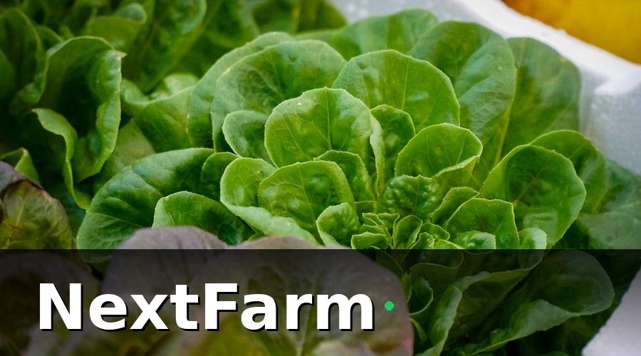 NextFarm — 1. Hiểu Đúng Đặc Thù Khách Hàng Thủy Canh Thu Mua