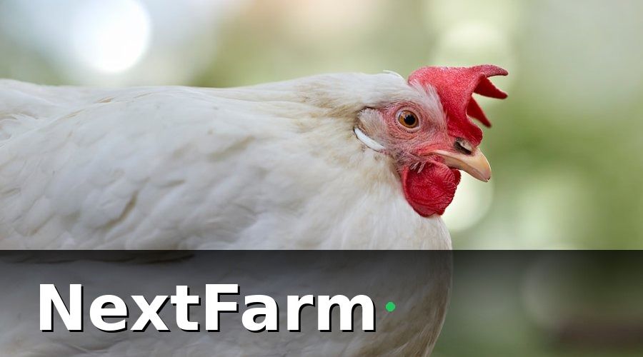 NextFarm — Khách Hàng của Trang Trại Nuôi Gà Thu Mua Là Ai?