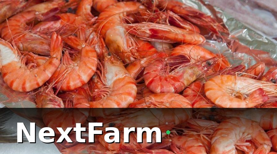NextFarm — Dự Toán Chi Tiết Từng Hạng Mục