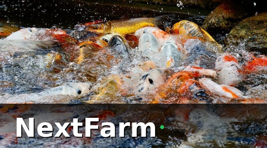 NextFarm — 1. Tổng quan các hạng mục chi phí đầu tư ao nuôi cá nước ngọt