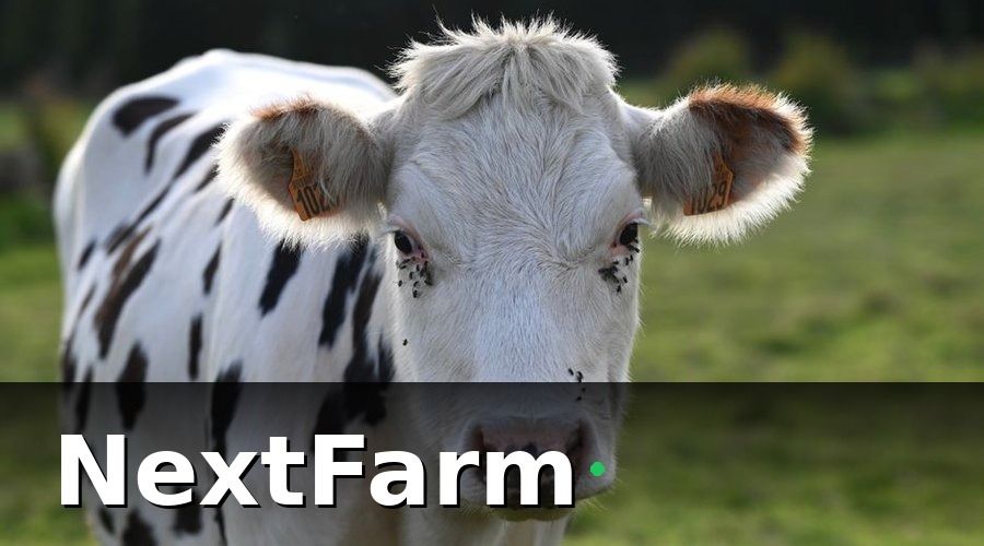 NextFarm — 3. Chi phí con giống — khoản đầu tư quyết định năng suất