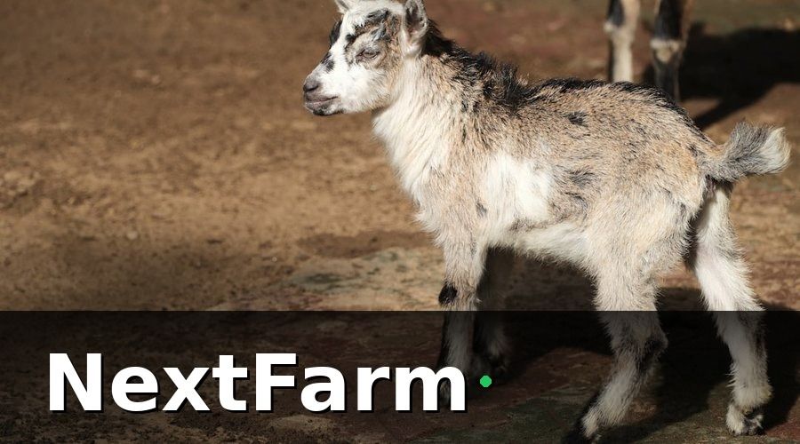 NextFarm — Chi phí con giống — khoản không được tiết kiệm