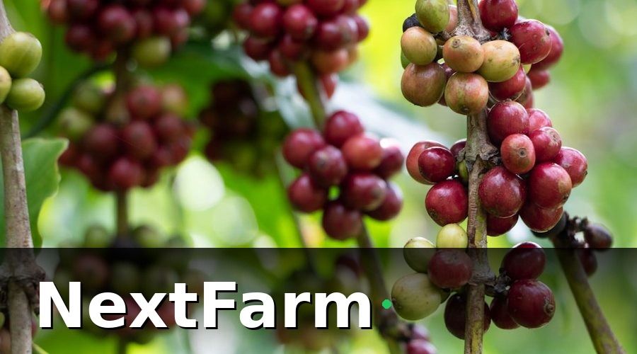 NextFarm — Yếu Tố Ảnh Hưởng Đến Chi Phí Đầu Tư Vườn Cà Phê